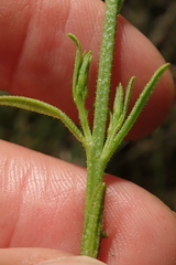 Striga asiatica