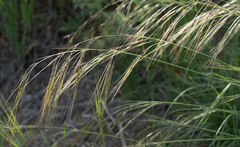 Nassella pulchra