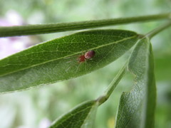 Nigma puella