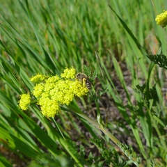 Lomatium utriculatum