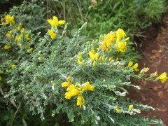 Genista canariensis