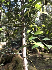 Atherosperma moschatum moschatum