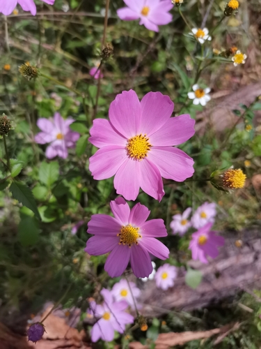 garden cosmos