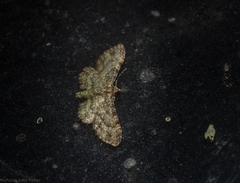 Chloroclystis mniochroa