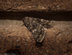 Condica aroana