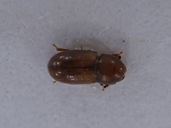 Cis castaneus