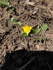 Ficaria verna