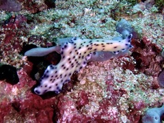 Pseudoceros laingensis