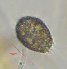 Colepidae