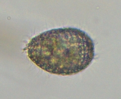 Colepidae
