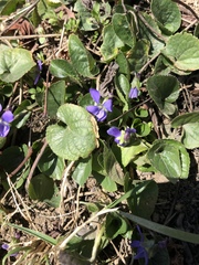 Viola suavis