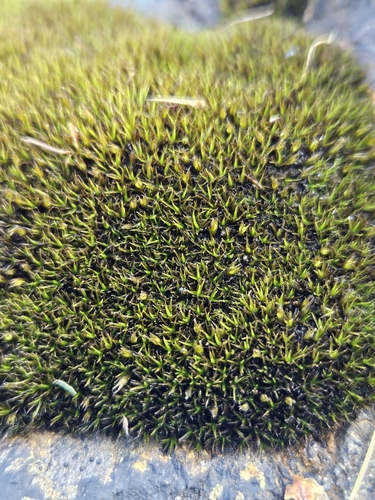 Image of Seaside Grimmia (Schistidium maritimum) by (c) Helen Waterman, some rights reserved (CC BY)