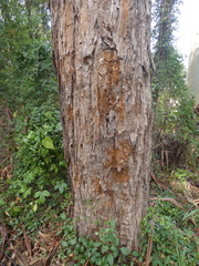 Eucalyptus microcorys