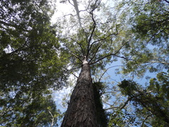 Eucalyptus microcorys