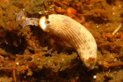 Dermatobranchus albus