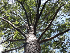 Eucalyptus microcorys