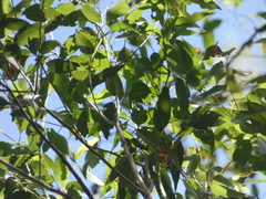 Eucalyptus microcorys