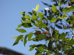 Eucalyptus microcorys