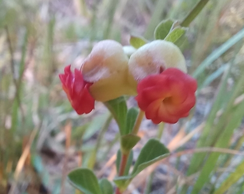 Image of Hermannia ternifolia by (c) Adele SL, some rights reserved (CC BY)