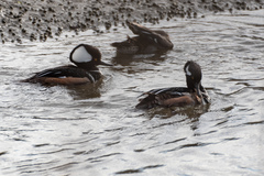 Lophodytes cucullatus