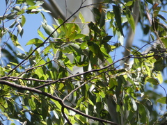 Eucalyptus microcorys