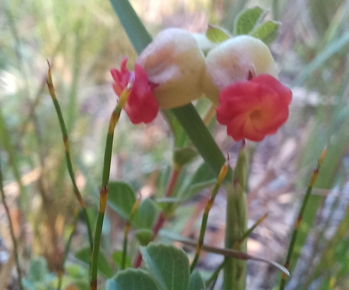 Image of Hermannia ternifolia by (c) Adele SL, some rights reserved (CC BY)