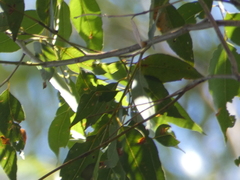 Eucalyptus microcorys