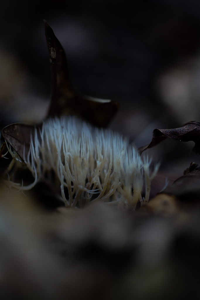 Pterula sp. 'TN01'
