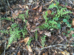 Lindsaea trichomanoides