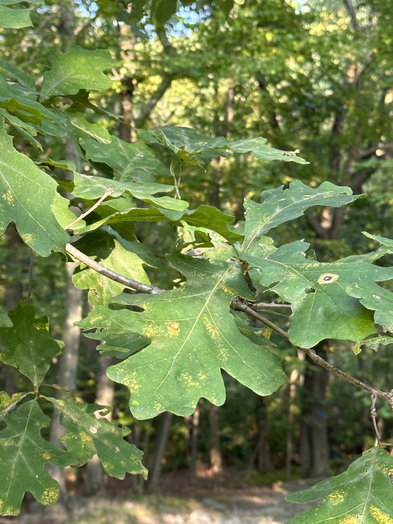 white oak from Hammond Pond Reservation, Newton, MA, US on September 28 ...