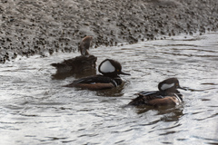 Lophodytes cucullatus