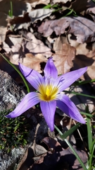 Romulea bulbocodium image