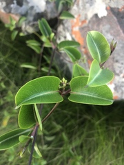 Cryptolepis cryptolepioides
