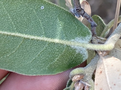 Peninsular Oak