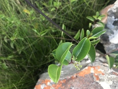 Cryptolepis cryptolepioides