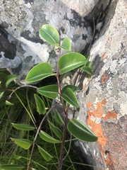 Cryptolepis cryptolepioides
