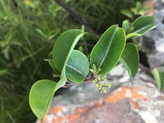Cryptolepis cryptolepioides