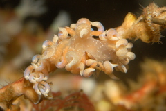 Phyllodesmium poindimiei