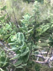 Thorncroftia succulenta