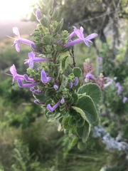 Thorncroftia succulenta