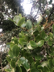 Olinia rochetiana