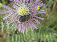 Tropinota squalida canariensis
