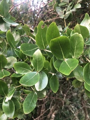Olinia rochetiana