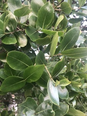 Olinia rochetiana
