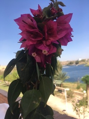 Bougainvillea