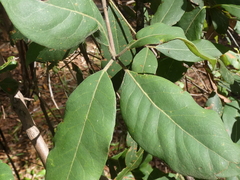 Lophostemon suaveolens