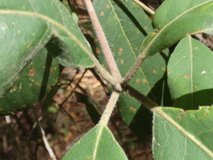 Lophostemon suaveolens