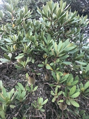 Diospyros dichrophylla