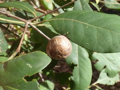 Lophostemon suaveolens