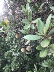 Diospyros dichrophylla